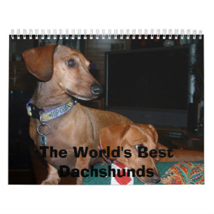 Calendário cães que olham afastado, os melhores Dachshunds d