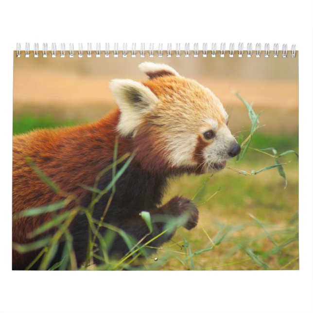 Calendário Calandras 20 do animal (Capa)