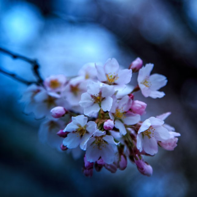 Calendário calenda (Criador carregado)