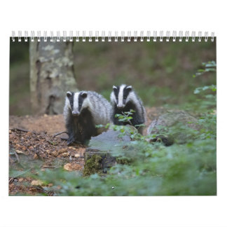 Calendário Calendrier Blaireaux Calendar Badgers Forêt Forest