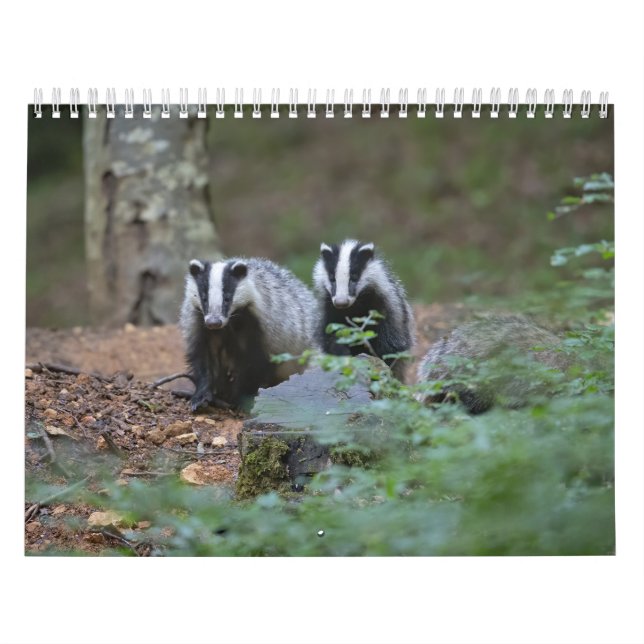 Calendário Calendrier Blaireaux Calendar Badgers Forêt Forest (Capa)