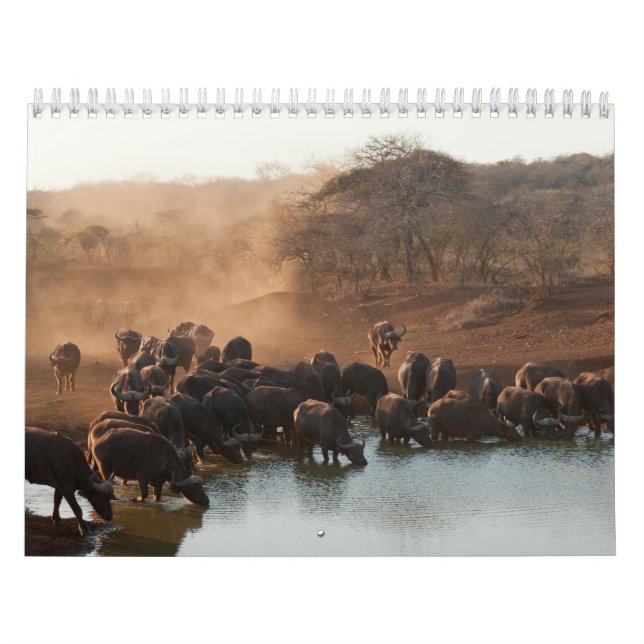 Calendário Calendrier Buffle Calendar Buffalo Animal (Capa)