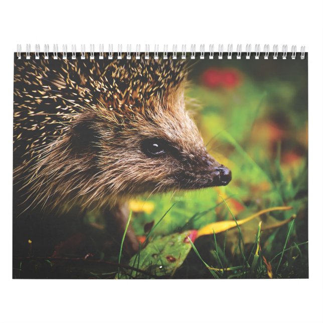 Calendário Calendrier Hérissons, Hedgehog (Capa)