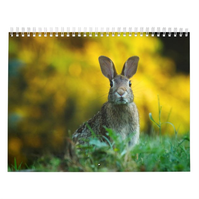 Calendário Calendrier Lièvre Lapin, Calendar Rabbit Hares (Capa)