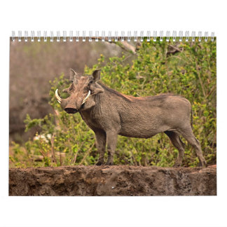 Calendário Calendrier Phacochère Calendar Warthog
