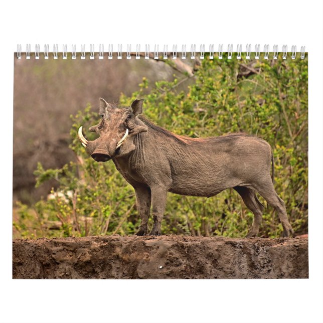 Calendário Calendrier Phacochère Calendar Warthog (Capa)