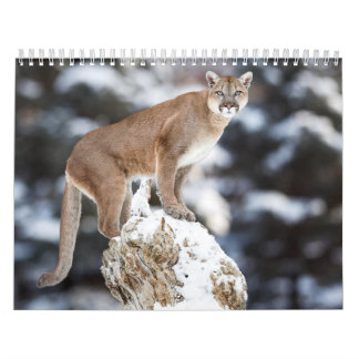 Calendário Calendrier Puma Calendar Cougar