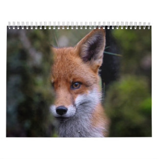Calendário Calendrier Renard, Calendar Fox, Forest Forêt