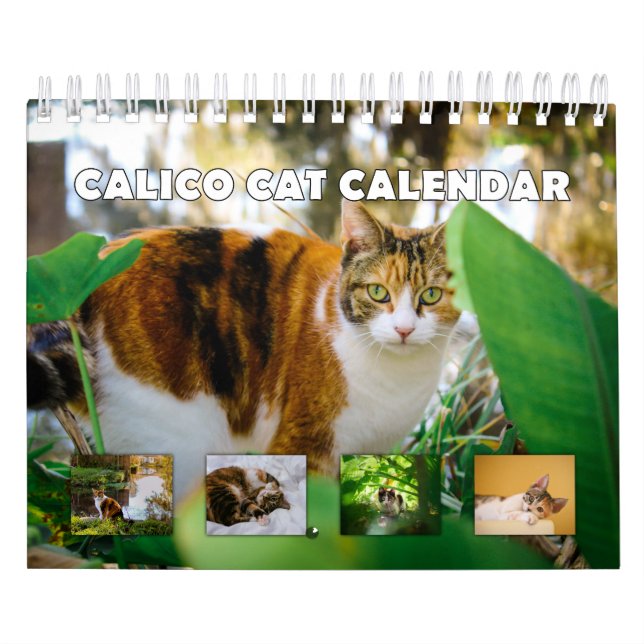 Calendário Calico Cat (Capa)
