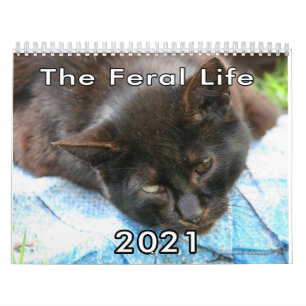 Calendário Callendar Fotográfico de Gatos Feral