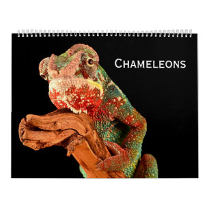 Calendário Camaleões