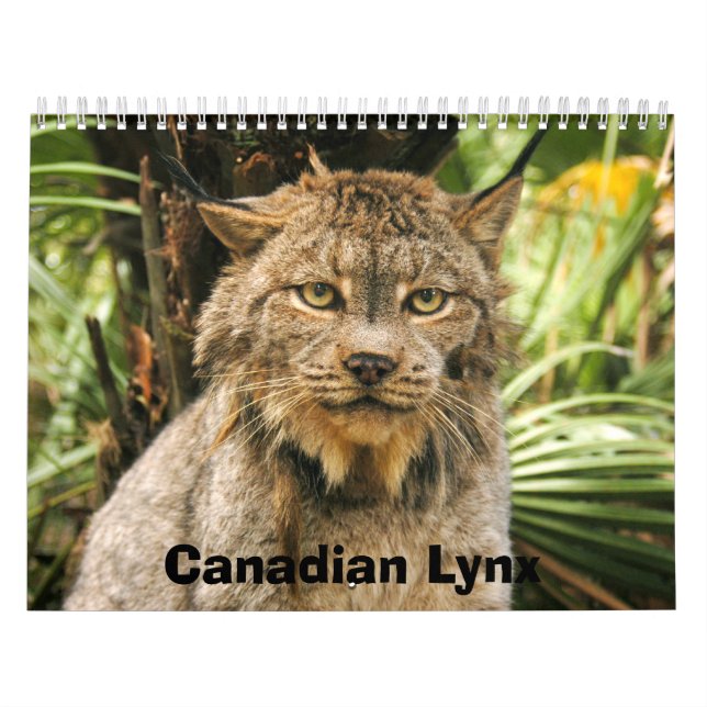 Calendário canadense do lince, lince canadense (Capa)