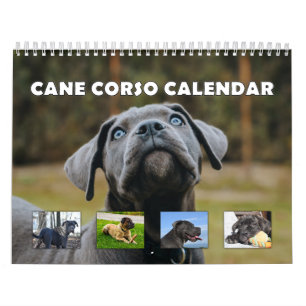 Calendário Cane Corso