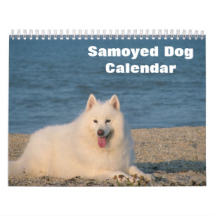 Calendário Cão Samoyed 2020