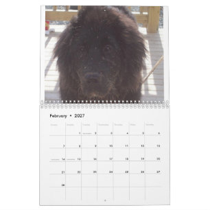 Calendário Cão Terra Nova