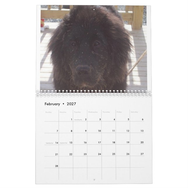 Calendário Cão Terra Nova (Fev 2027)