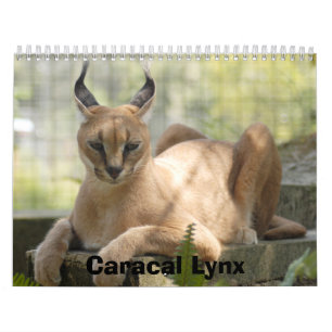 Calendário CaracalBCR058, lince de Caracal