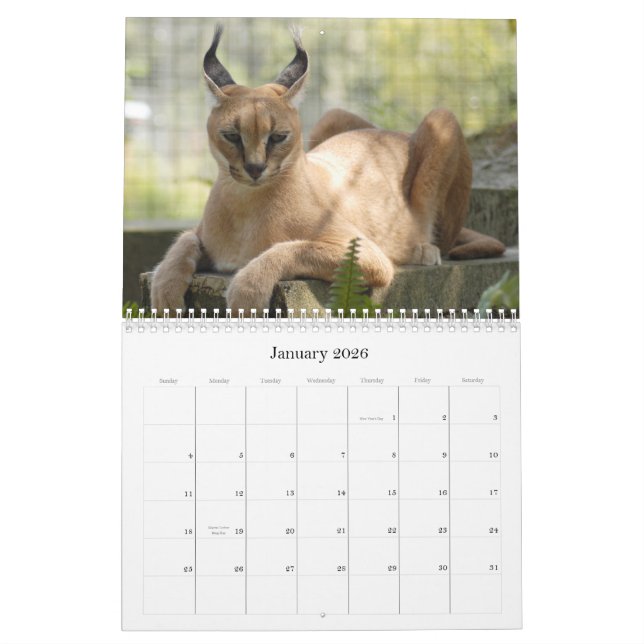 Calendário CaracalBCR058, lince de Caracal (Jan 2026)
