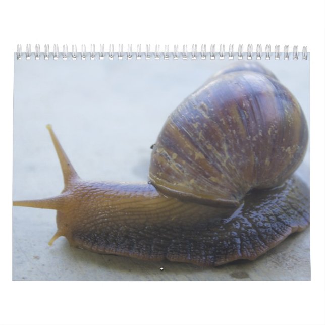 Calendário Caracóis (Capa)
