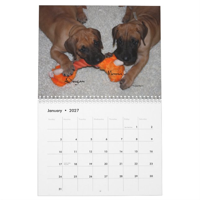 Calendário Caso do dinamarquês - 2012 filhotes de cachorro (Jan 2027)