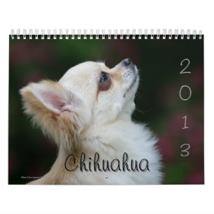 Calendário Chihuahua