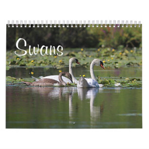 Calendário Cisnes
