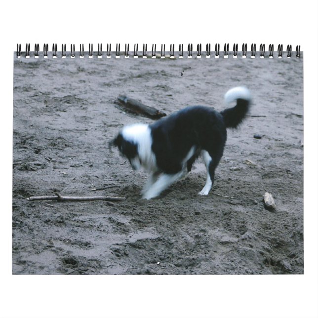 Calendário Collies de beira abundante (Capa)