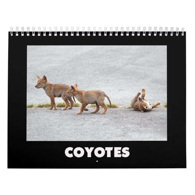 Calendário Coyotes Calendar (Capa)