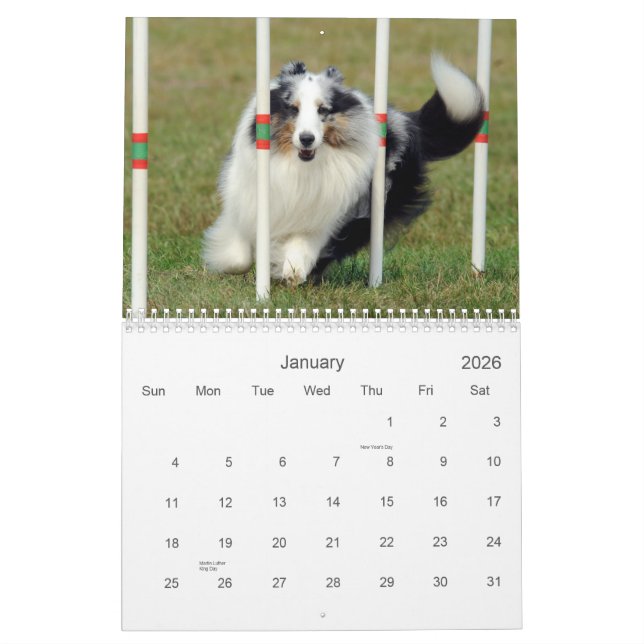Calendário da agilidade do Sheepdog de Shetland (Jan 2026)