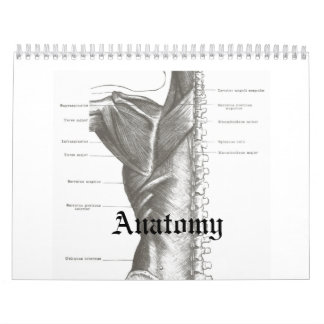 Calendário da anatomia