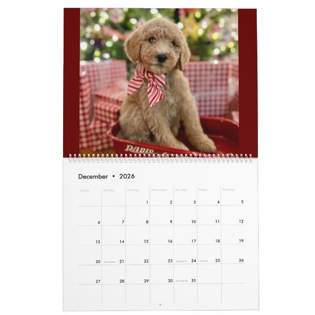 Calendário da Cupada de Goldendoodle (Dez 2026)
