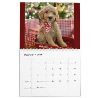 Calendário da Cupada de Goldendoodle
