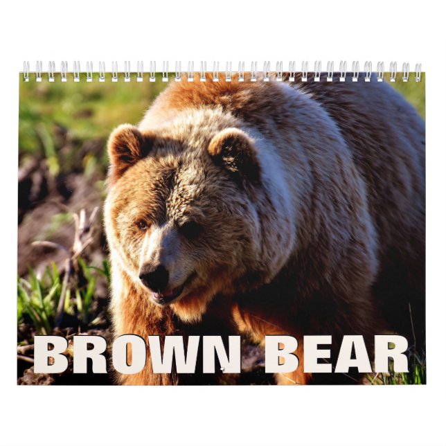 Calendário da Parede do Urso Castanho (Capa)