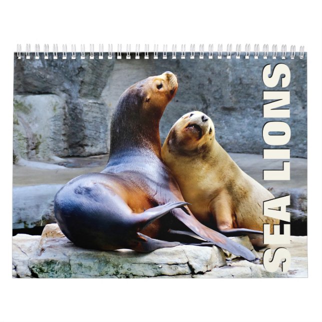 Calendário da Parede dos Leões do Mar (Capa)
