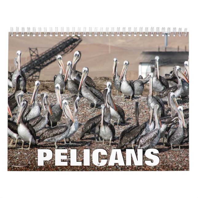 Calendário da Parede Pelicanos (Capa)