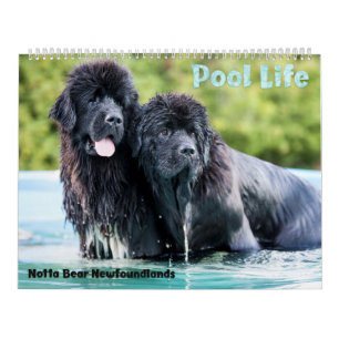 Calendário da piscina de Newfoundlands do urso de