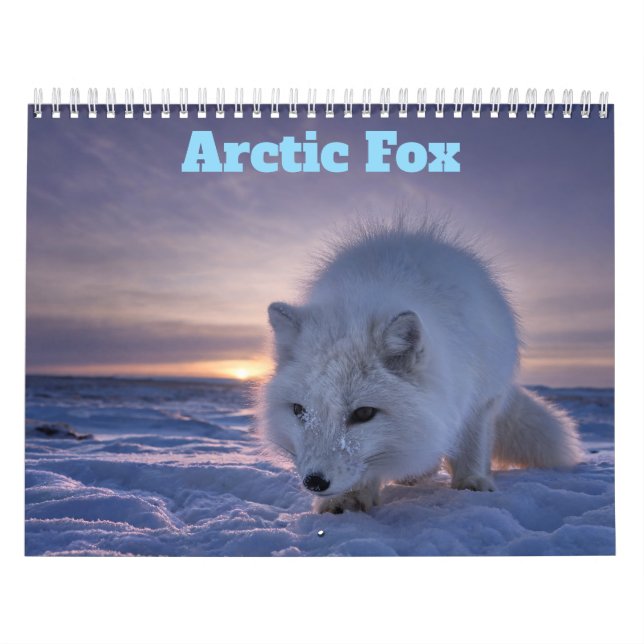 Calendário da Raposa Ártica 2027 (Capa)
