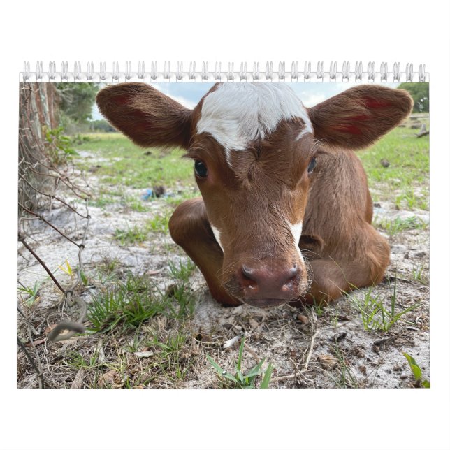 Calendário da Vaca 2024 (Capa)