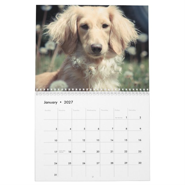 Calendário Dachshances 2015 (Jan 2027)