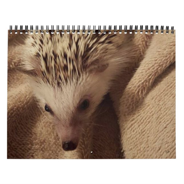 Calendário Dakota, aparelho & amigos! (Capa)