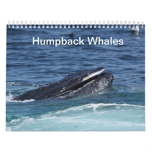 Calendário das baleias de Humpback (Capa)