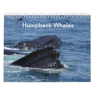 Calendário das baleias de Humpback