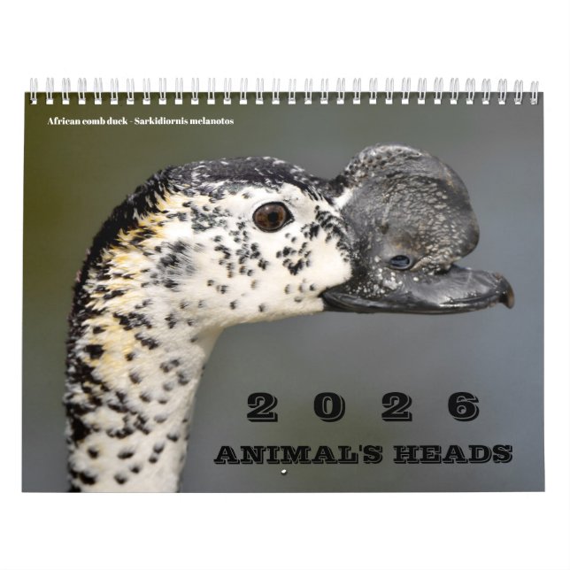 Calendário das cabeças dos animais (Capa)