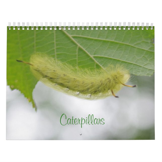 Calendário das lagartas (Capa)