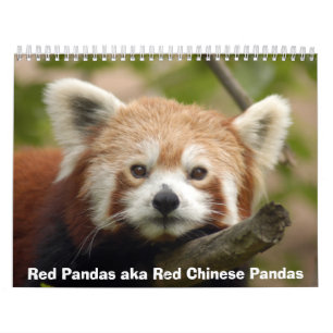 Calendário das pandas vermelhas