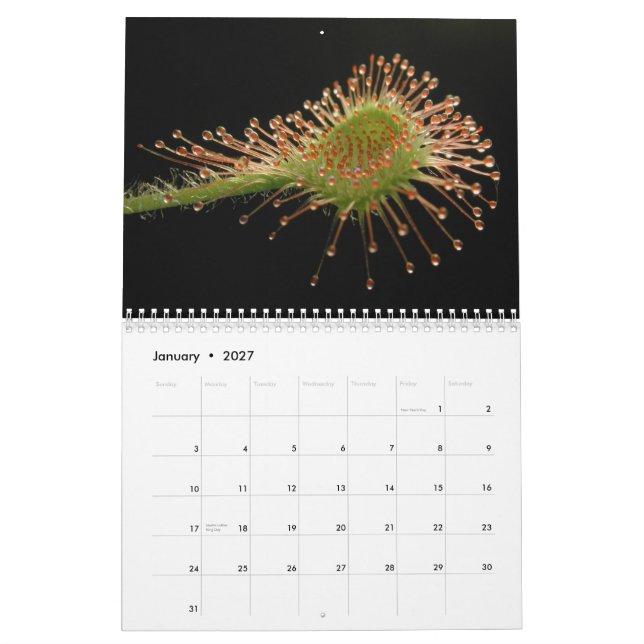 Calendário das plantas carnívoras (Jan 2027)