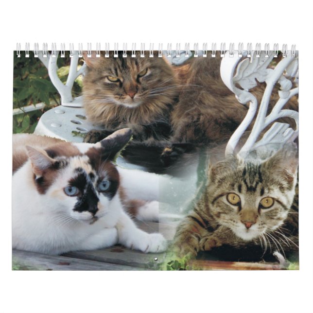 calendário de amigos felinos (Capa)