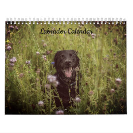 Calendário de Ano Personalizado do Labrador