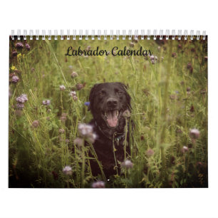 Calendário de Ano Personalizado do Labrador