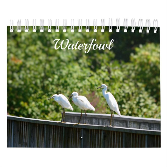 Calendário de Aves Aquáticas (Capa)